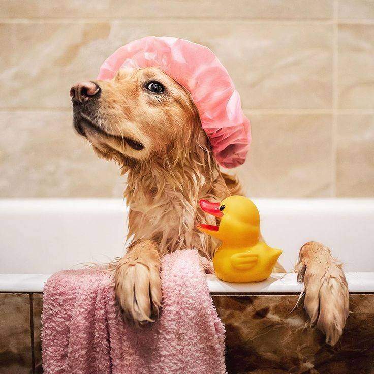 atom bio de Doggy GaGa Pets
