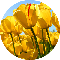 atom bio de yorsi borrero