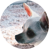 atom bio de Pimi y Cane