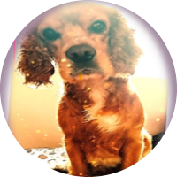 atom bio de SportFix