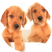 atom bio de Morazapi